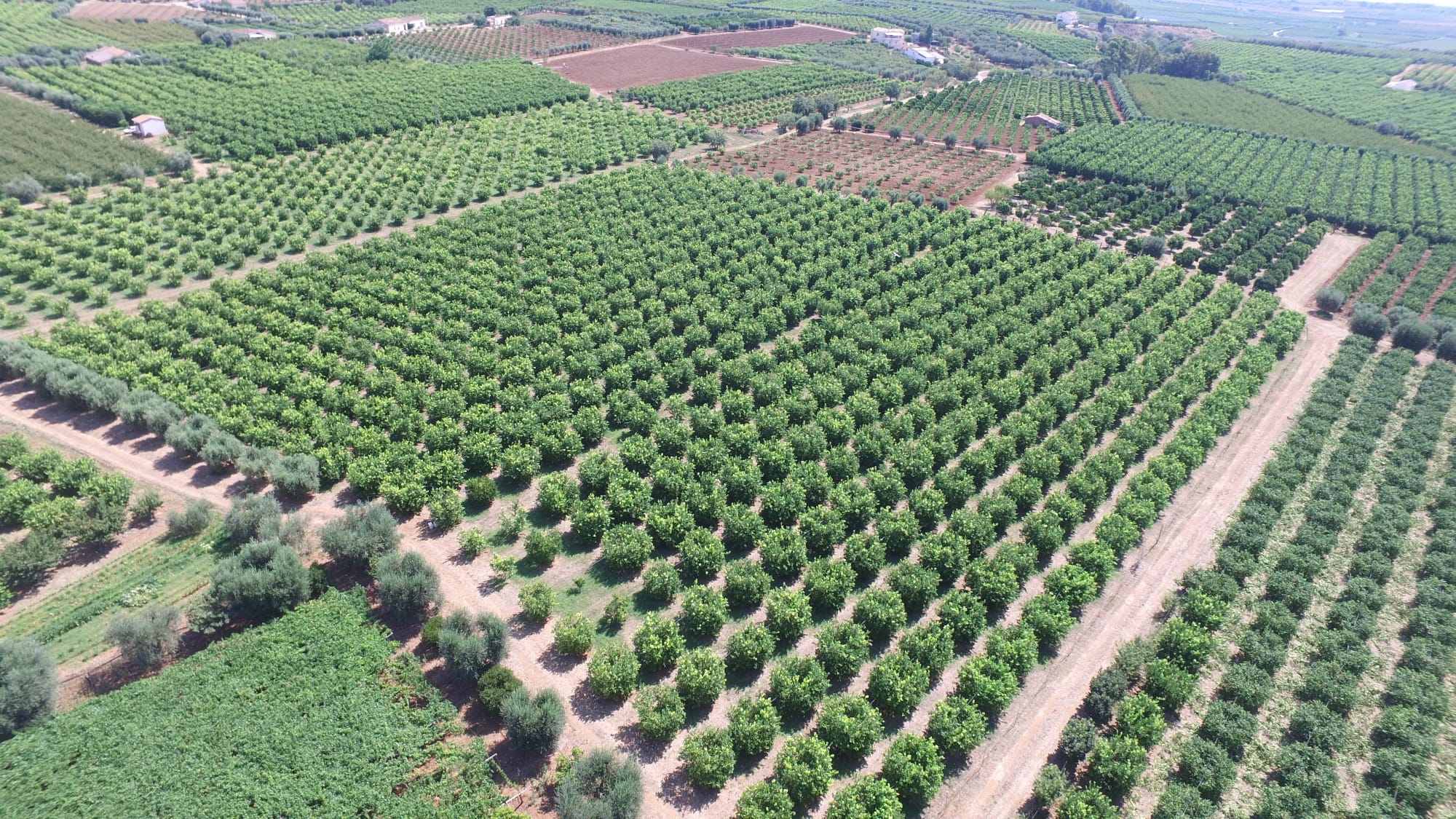 Azienda Agricola di Latronico Caterina