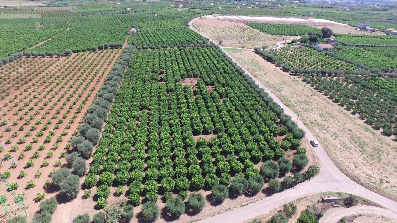 Azienda Agricola Di Pietro Buongiorno